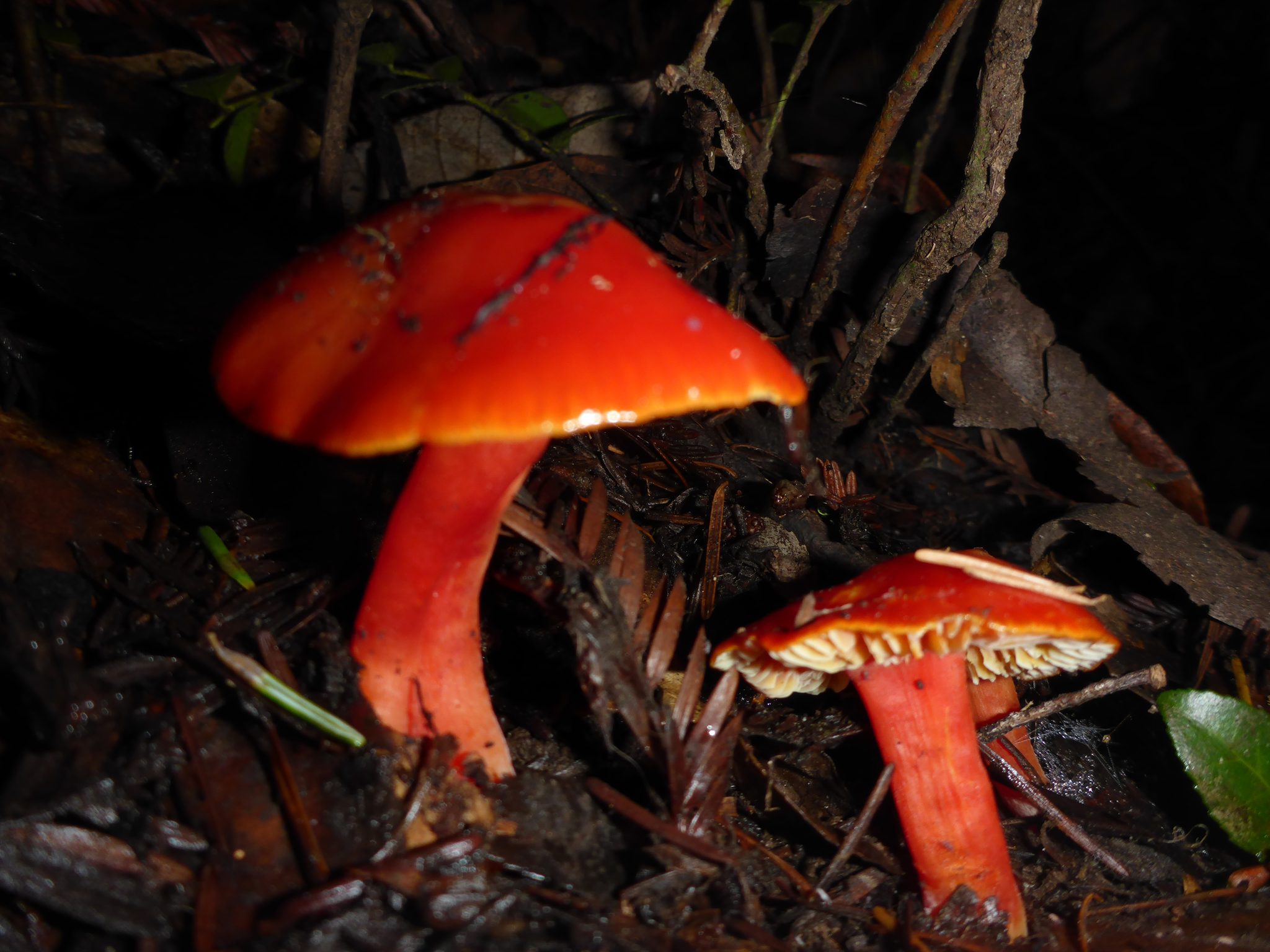 Hygrocybe coccinea image
