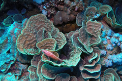 Mycedium elephantotus