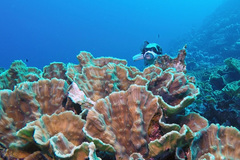 Mycedium elephantotus