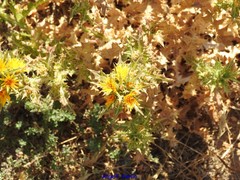 Scolymus hispanicus occidentalis