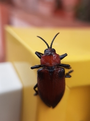 Coleoptera