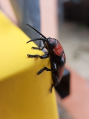 Coleoptera