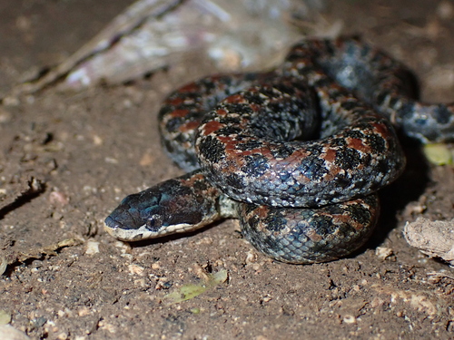 Haitian Dwarf Boa
