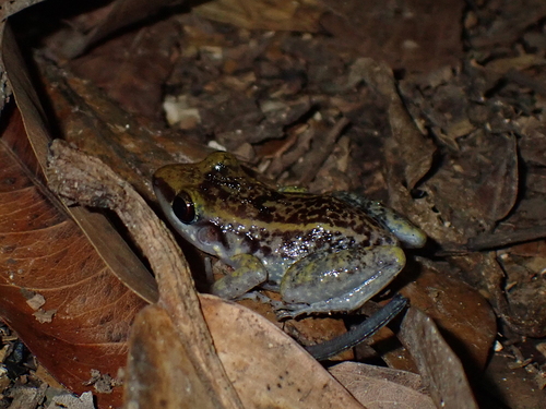 Hispaniolan Yellow-mottled Frog, Eleutherodactylus pictissimus