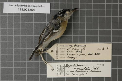 Herpsilochmus stictocephalus · iNaturalist Mexico