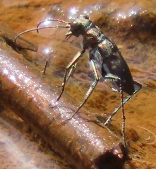 Cylindera disjuncta