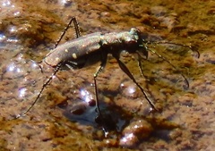 Cylindera disjuncta