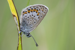 Plebejus argus