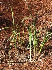 Cladium mariscus jamaicense