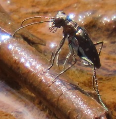 Cylindera disjuncta