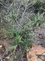 Quadrella odoratissima