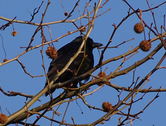 Corvus corone