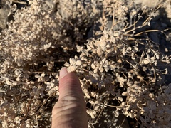 Tidestromia suffruticosa