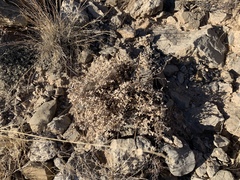 Tidestromia suffruticosa