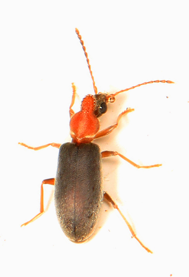 Mouse-winged Anthicid
