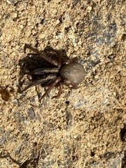 Desidae