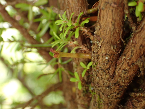 Hemlock Dwarf-mistletoe (Arceuthobium tsugense)