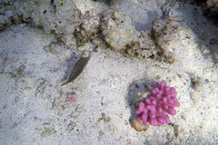 Canthigaster margaritata
