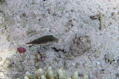 Canthigaster margaritata