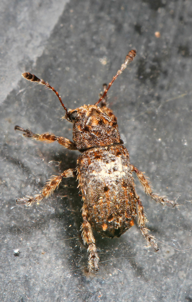 Oval-patched Fungus Weevil