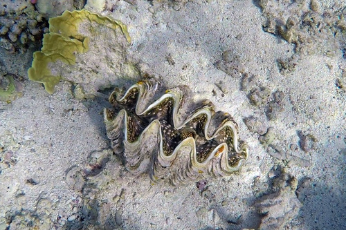 Tridacna squamosina