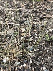 Bouteloua aristidoides
