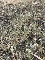 Bouteloua aristidoides