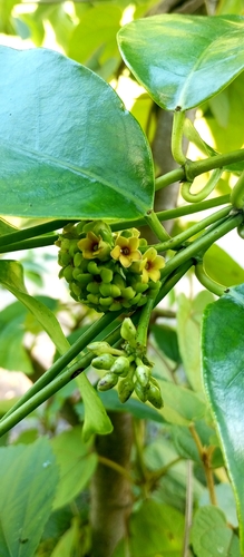 Ruehssia macrophylla, 2025-11-10