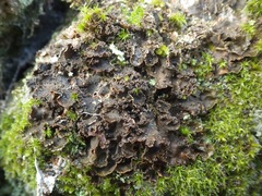 Nephroma tangeriense