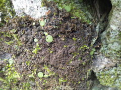 Nephroma tangeriense