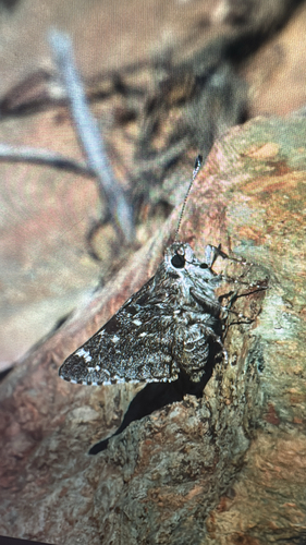 Bauer's Giant-Skipper