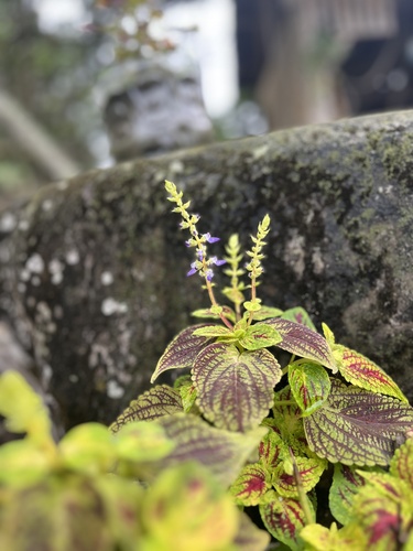 Coleus