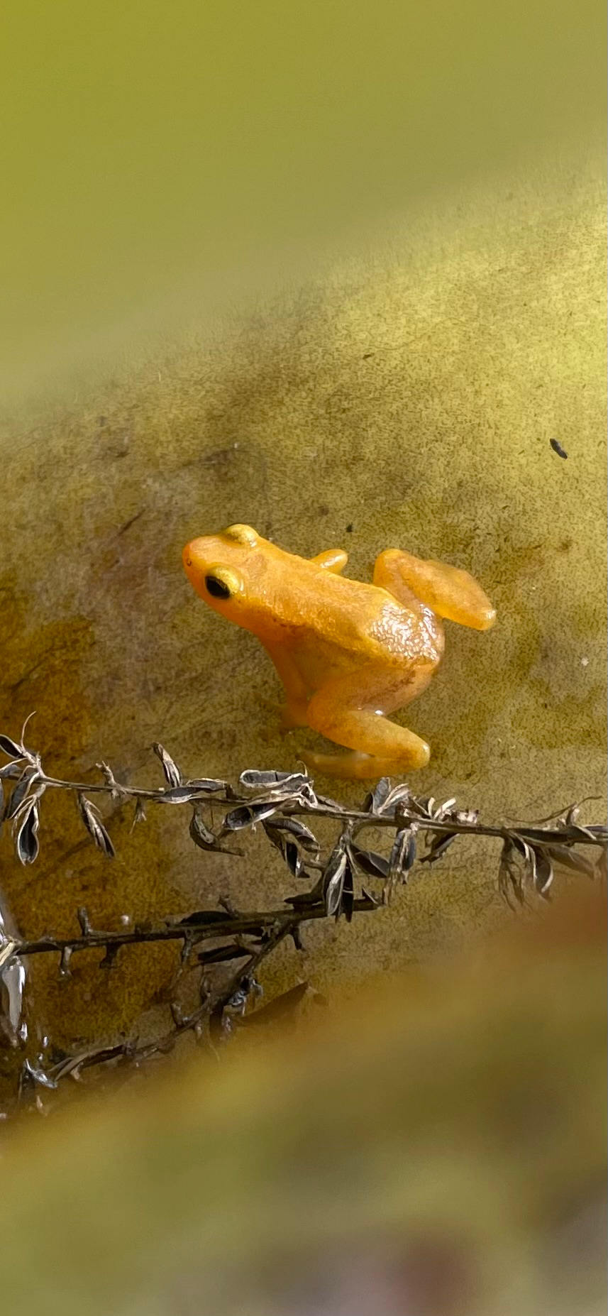Anomaloglossus beebei (Noble, 1923)