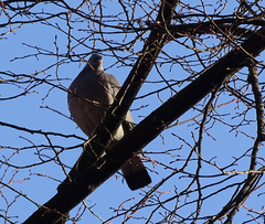 Columba palumbus