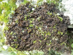 Nephroma tangeriense