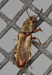 Trogoxylon parallelipipedum