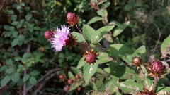Vernonia alamanii