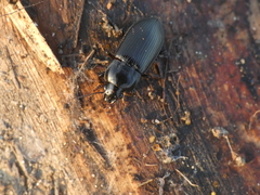 Anisodactylus signatus