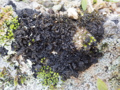 Collema ryssoleum