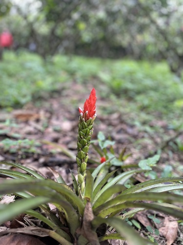 West Indian tufted airplant