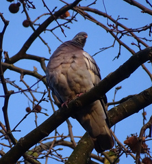 Columba palumbus