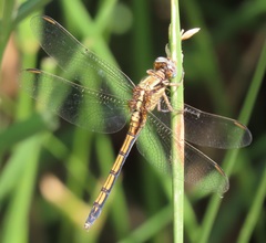 Orthetrum machadoi