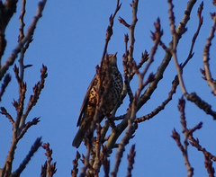 Turdus viscivorus