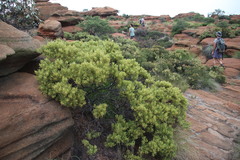 Searsia magalismontana magalismontana