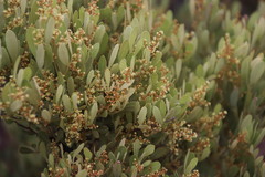 Searsia magalismontana magalismontana