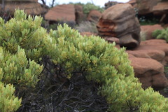 Searsia magalismontana magalismontana