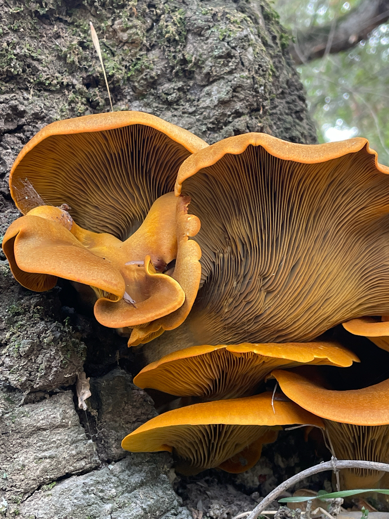 Omphalotus olivascens · November 2025 · photo: © chrisalises (iNaturalist, cc-by)