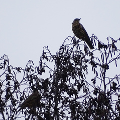 Turdus viscivorus