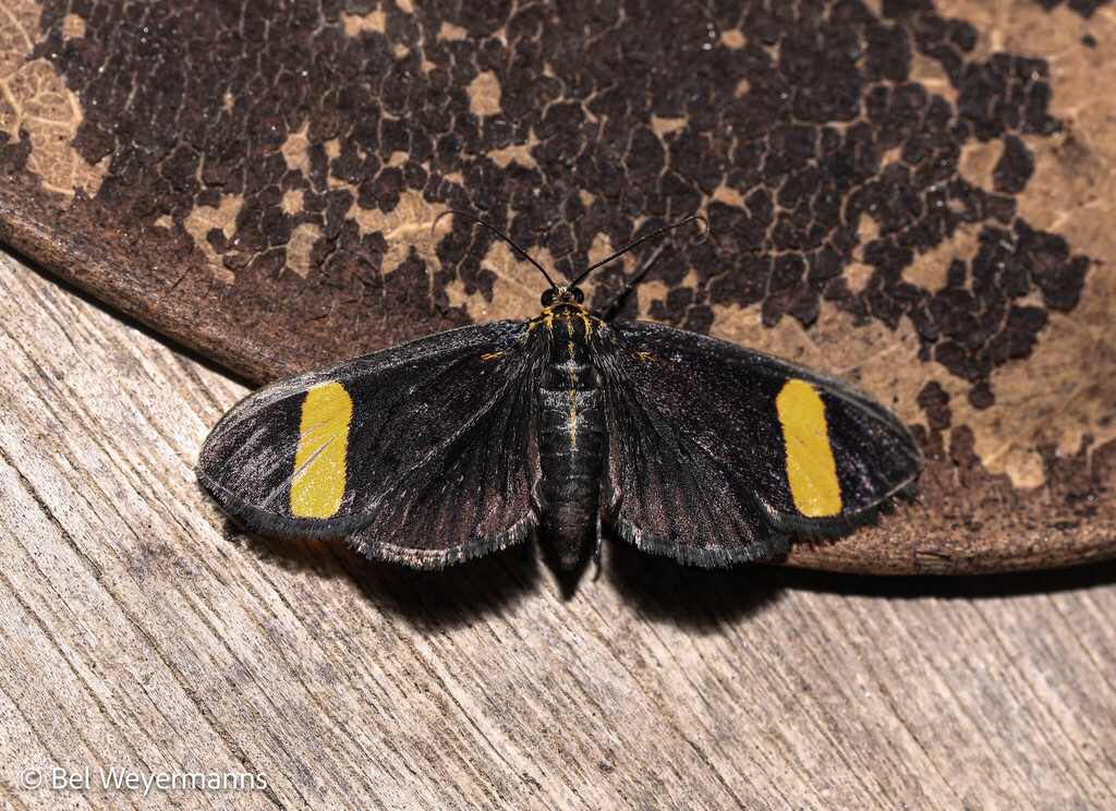 Semniomima