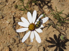 Hycleus decemguttatus